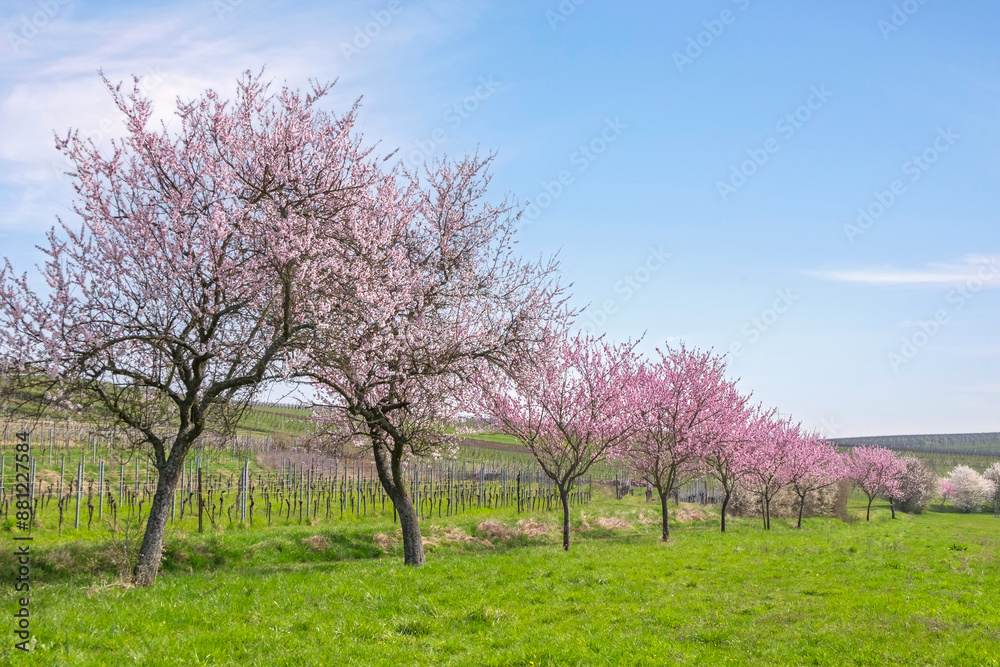 Mandelbaumblüte (Prunus dulcis), Frühling in der Südpfalz Mandelbaumblüte (Prunus dulcis), Frühling in der Südpfalz