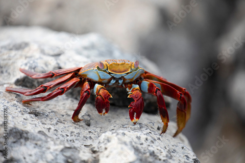 Sally Lightfoot Crab photo