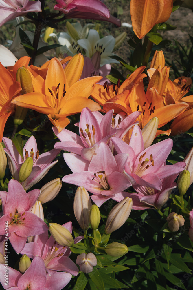 Obraz premium Beautiful flowers that decorate the garden.