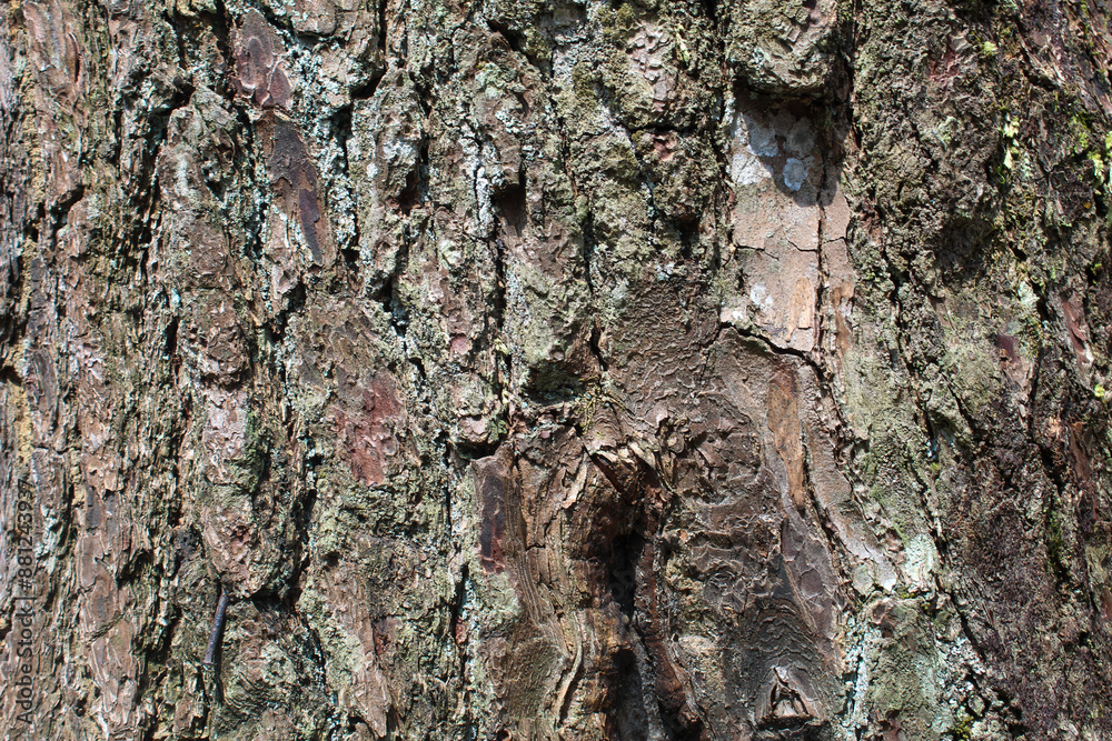 Rough texture of bark. Background photo concept with wood or tree bark as a background. Rough texture of bark. Background photo concept with wood or tree bark as a background.