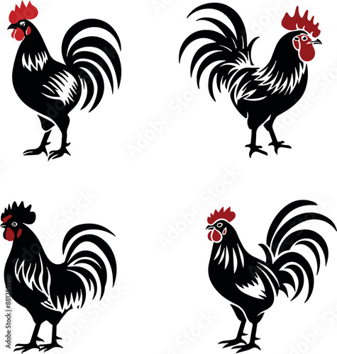 rooster isolated on white background