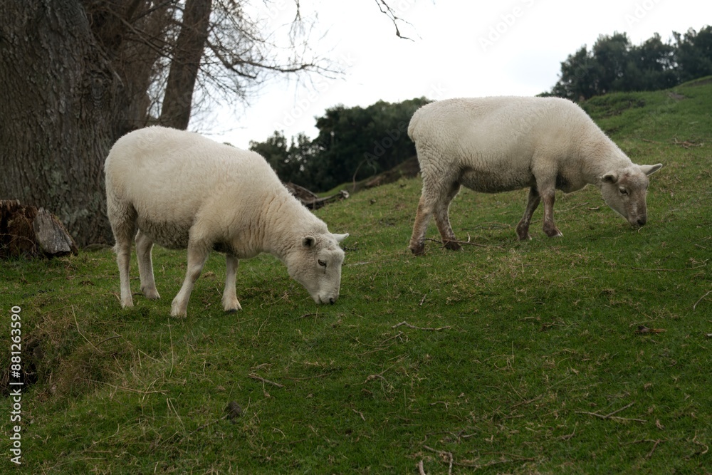 Obraz premium sheep in the meadow