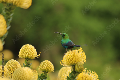 Malachite sunbird on yellow pincushion proteas photo