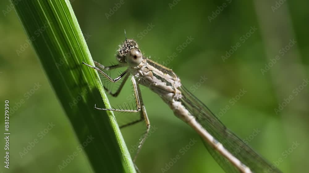 Enallagma cyathigerum dragonfly on a green blade of grass close-up
Enallagma cyathigerum dragonfly on a green blade of grass close-up