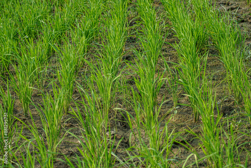 rice plant (Oryza sativa) in the field