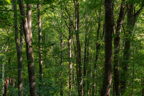 Fototapeta Naklejka Na Ścianę i Meble -  trees in a thick forest