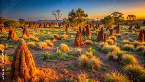 Golden light of dawn illuminates intricate networks of termite mounds rising from red earth in Northern Territory's vast Australian outback landscape.