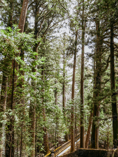 trees in the forest
