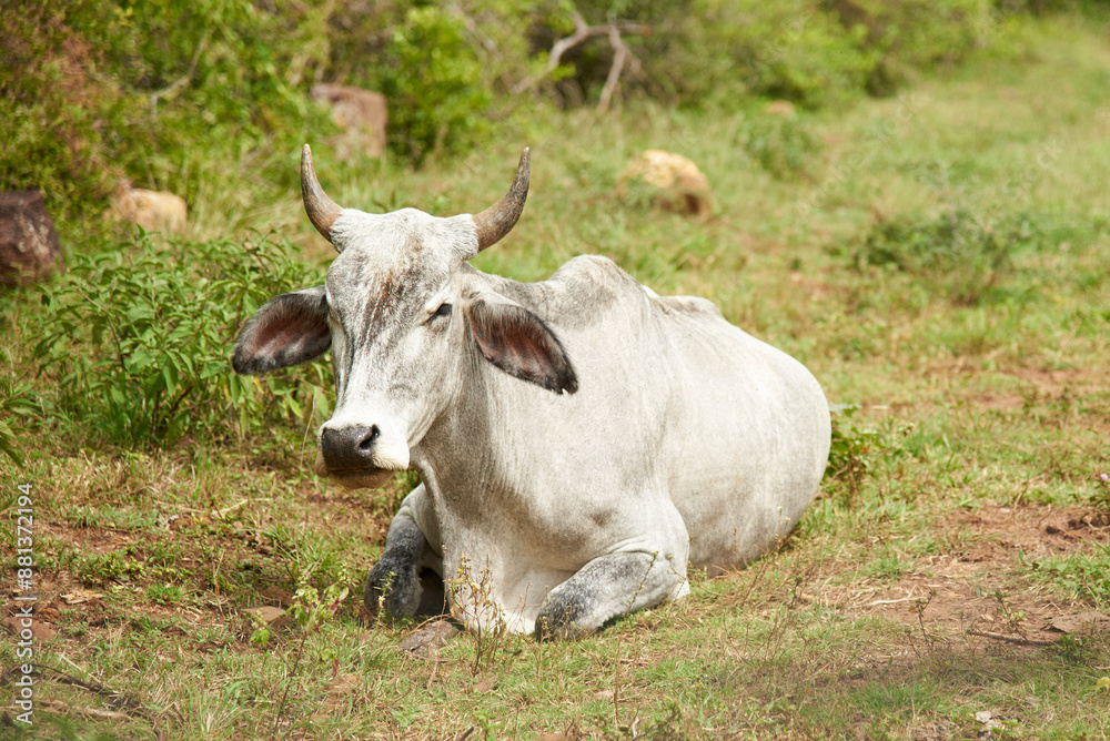 Light grey Brahman cow lying down resting in the field, surrounded by fresh green grass. Country scene in Santander, Colombia. Light grey Brahman cow lying down resting in the field, surrounded by fresh green grass. Country scene in Santander, Colombia.