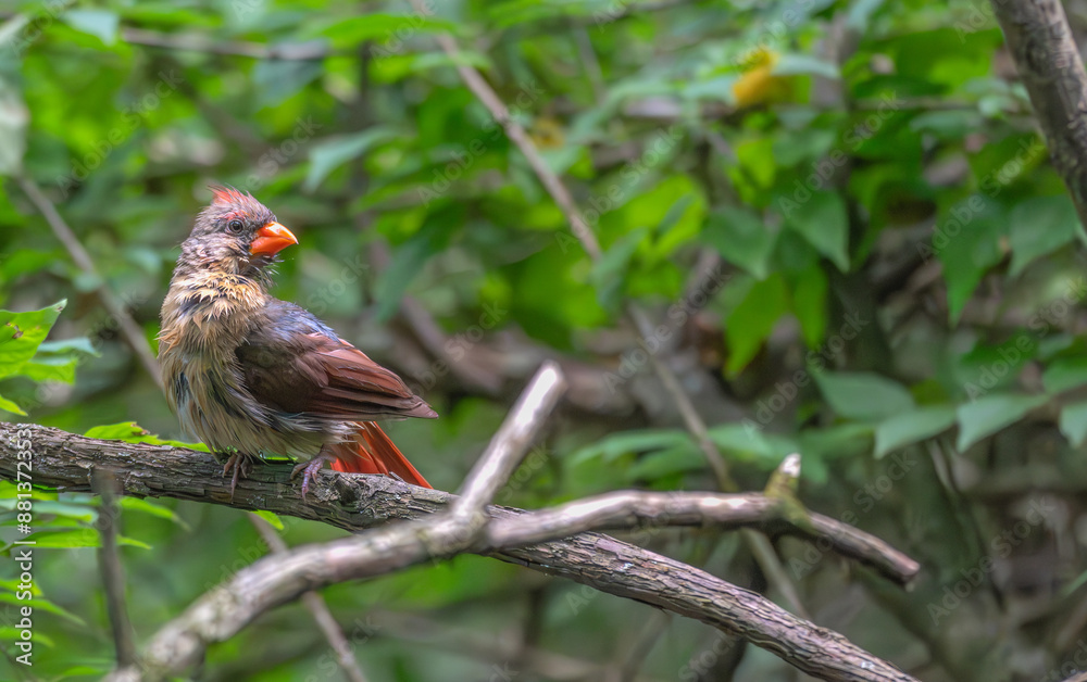 Female northern cardinal perches on a tree branch after a bath. Female northern cardinal perches on a tree branch after a bath.