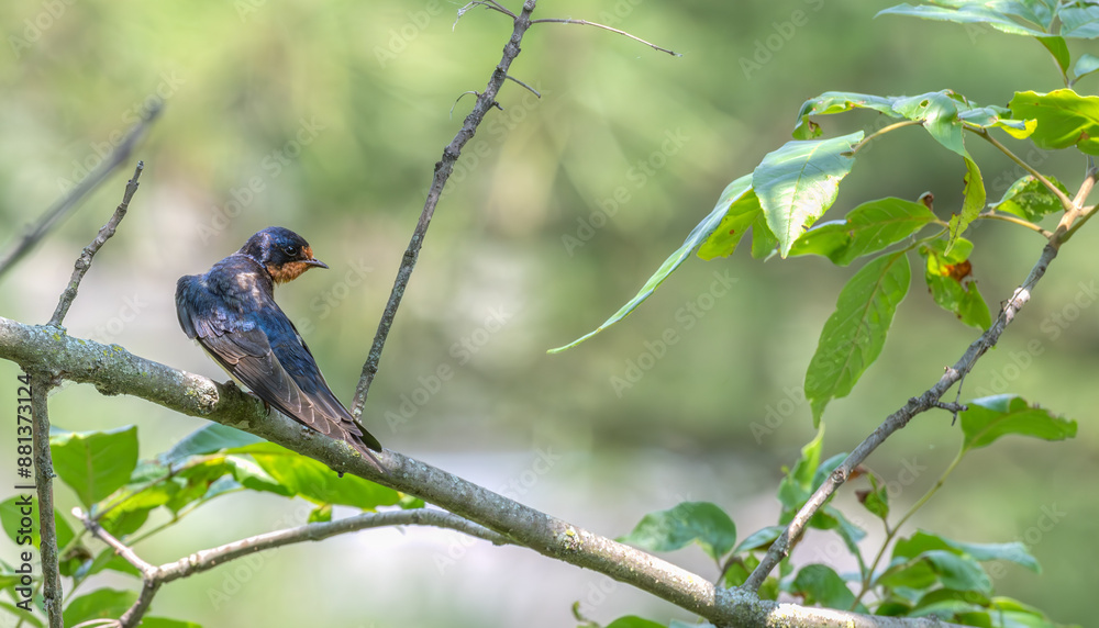 Closeup of a barn swallow perched on a tree branch looking over its shoulder. Closeup of a barn swallow perched on a tree branch looking over its shoulder.