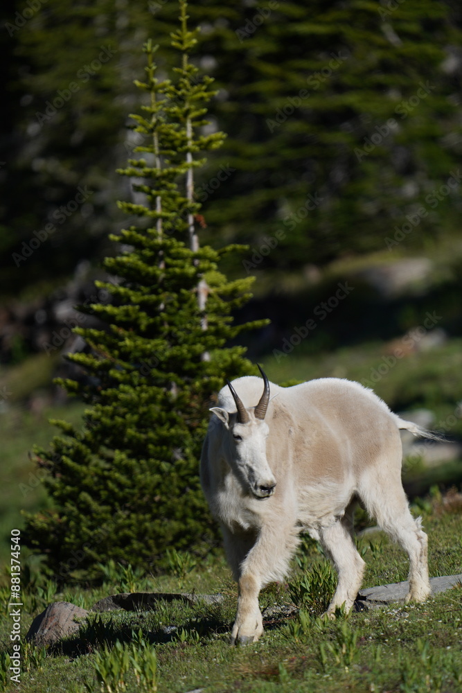 Fototapeta premium Twin Lakes mountain goat