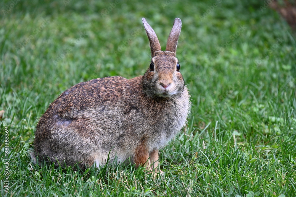 Fototapeta premium gray hare in the bushes,