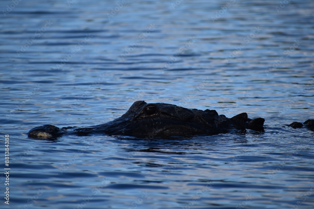 Fototapeta premium alligator in the water