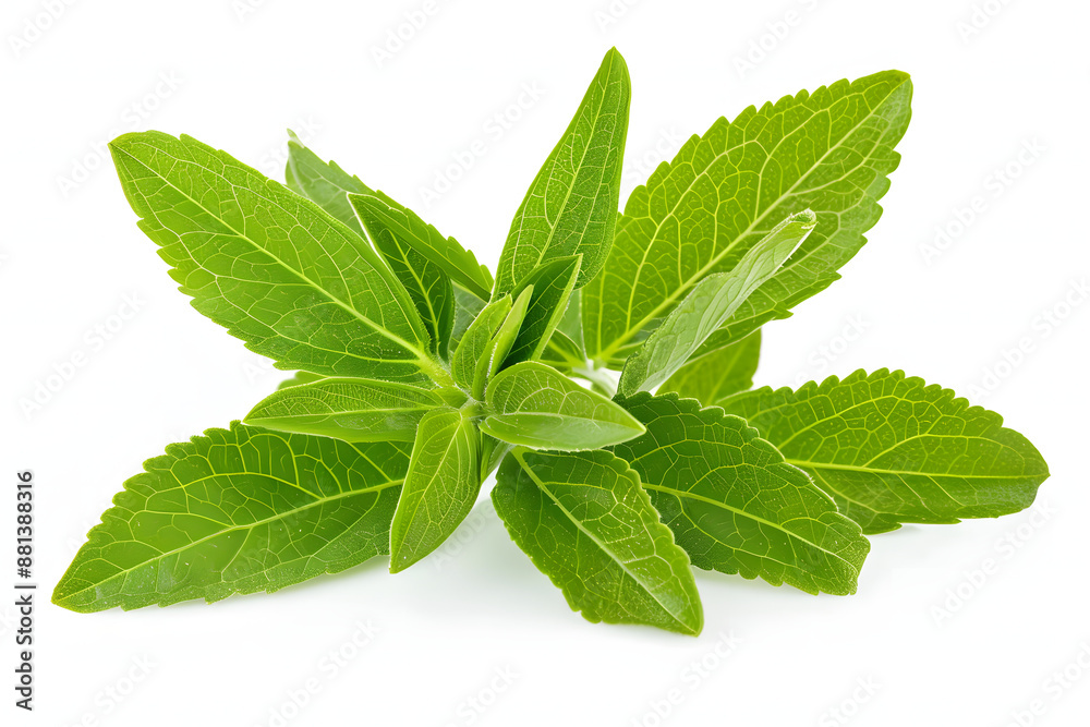 Fresh Stevia leaves (Stevia rebaudiana Bertoni) isolated on white background. Fresh Stevia leaves (Stevia rebaudiana Bertoni) isolated on white background.