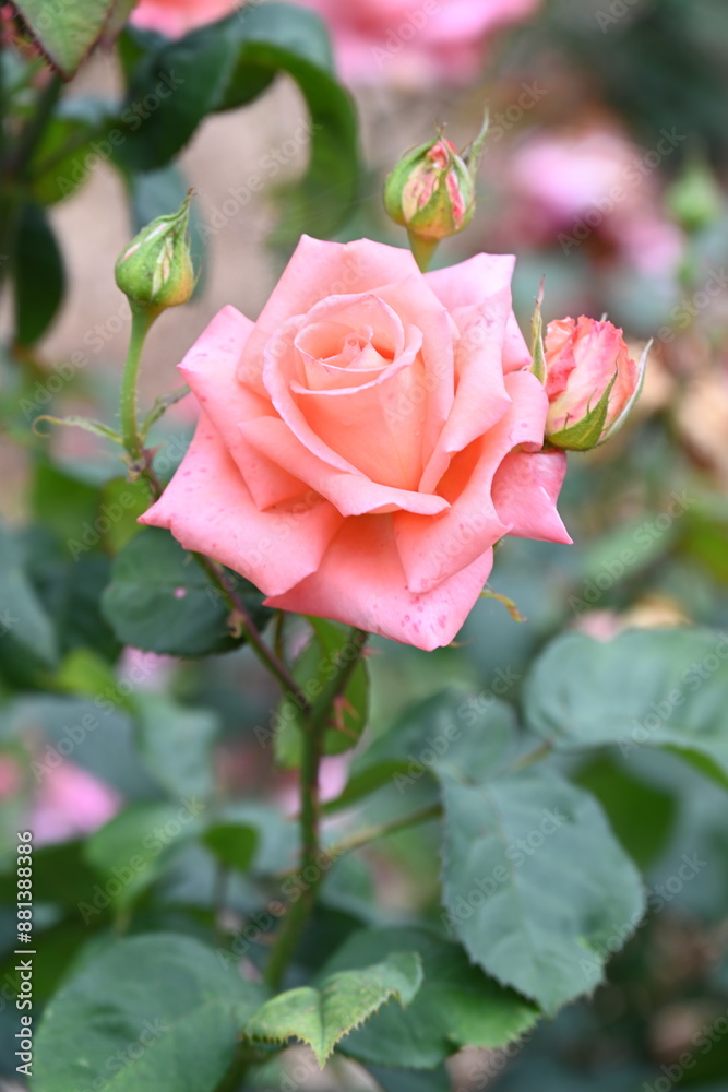 beautiful roses and flowers in the park beautiful roses and flowers in the park