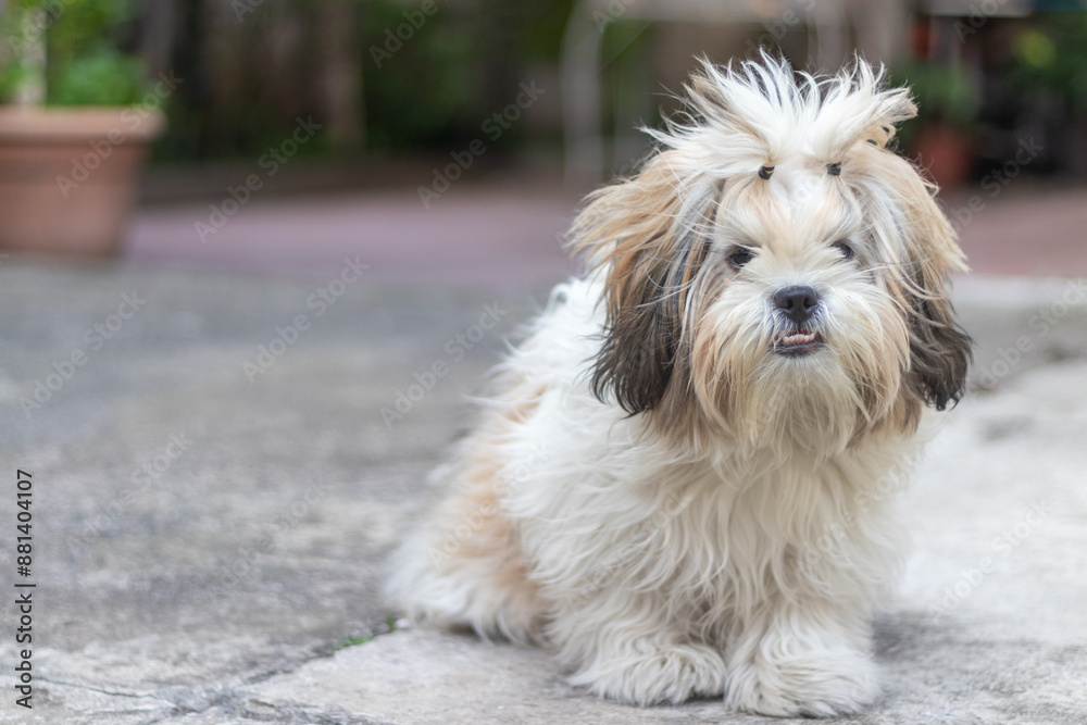 portrait of a Shih Tzu dog portrait of a Shih Tzu dog