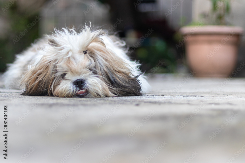 Shih Tzu puppy dog Shih Tzu puppy dog