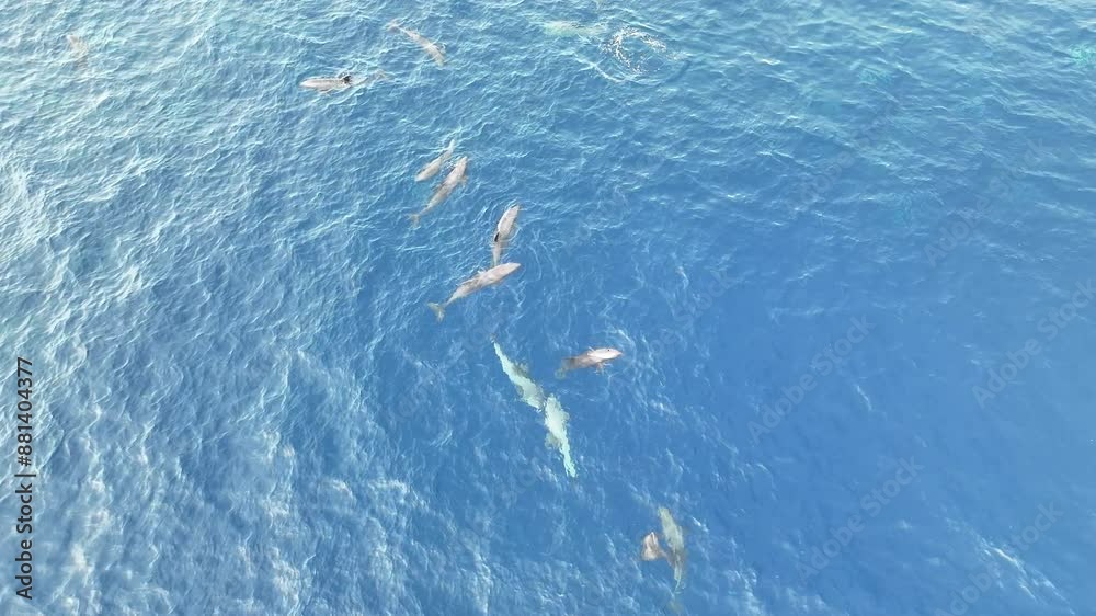 A small pod of Fraser's dolphins, Lagenodelphis hosei, frolic at the surface of the Pantar Strait near Alor, Indonesia. This small cetacean species is found in tropical waters worldwide. A small pod of Fraser's dolphins, Lagenodelphis hosei, frolic at the surface of the Pantar Strait near Alor, Indonesia. This small cetacean species is found in tropical waters worldwide.