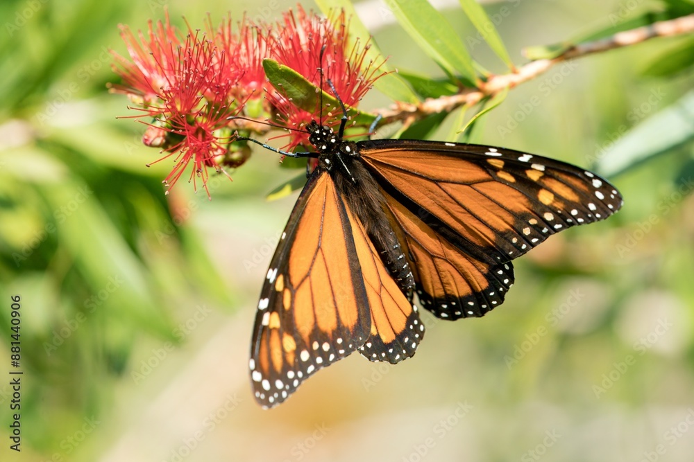 Fototapeta premium a Monarch butterfly on a Callistemon plant