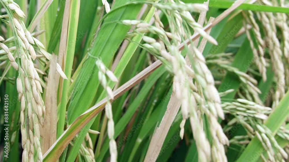 Rice paddy Rice paddy