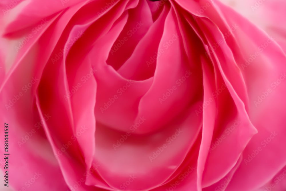 Pink roses smooth natural floral background close up. Fresh flowers in bouquet buds top view. Bright colors. Florist shop. Greeting card design template with copy space. Pink roses smooth natural floral background close up. Fresh flowers in bouquet buds top view. Bright colors. Florist shop. Greeting card design template with copy space.