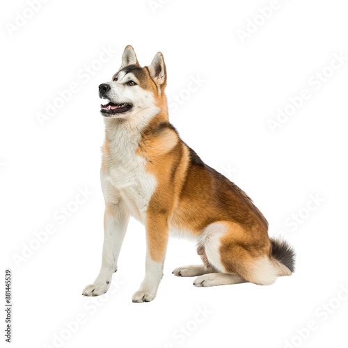 Akita Watches Over The Yard, Isolated on transparent background