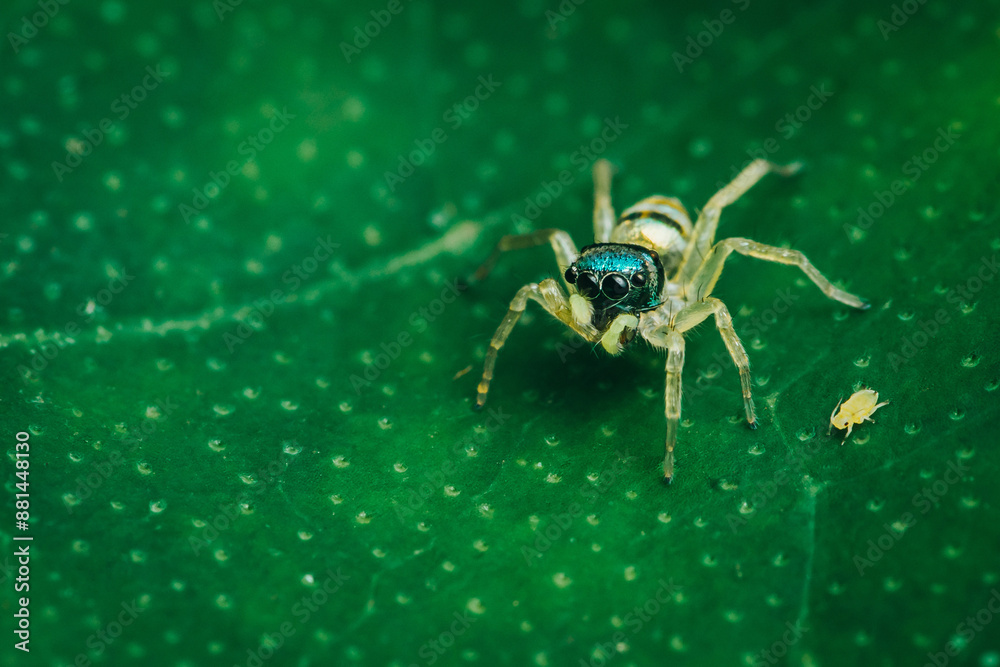 Naklejka premium Jumping spider on green leaf, Colorful insect, Selective focus, Macro photography.