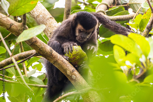 Macaco-prego comendo na Mata Atlântica / yellow-breasted-capuchin monkey eating in the atlantic forest photo