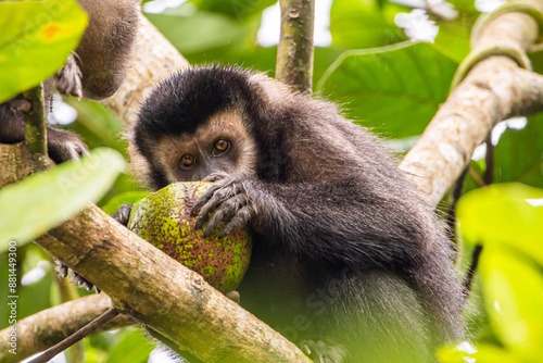 Foto Macaco-prego comendo na Mata Atlântica / yellow-breasted-capuchin monkey eating