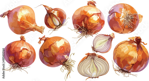 onion watercolor clipart