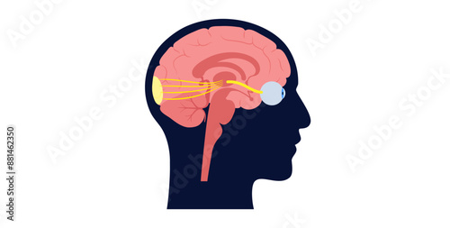 Optic nerve anatomy