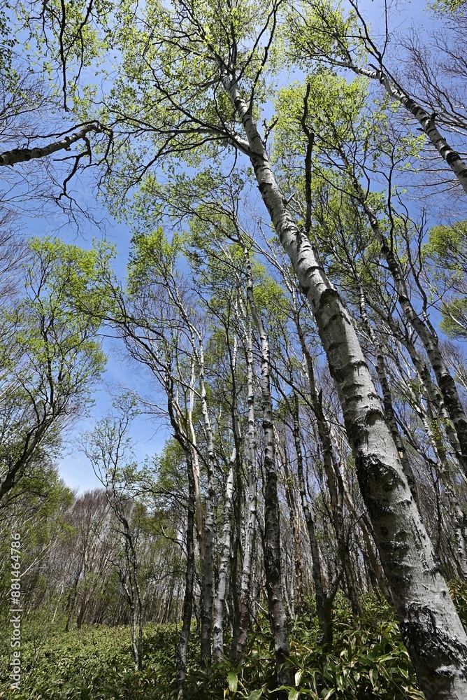 Obraz premium Climbing Mt. Azumaya, Nagano, Japan
