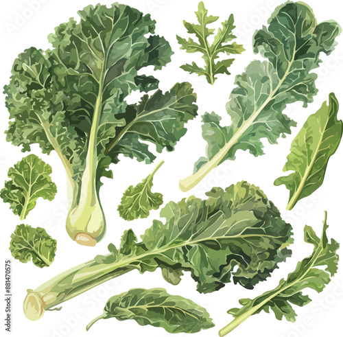 kale watercolor clipart