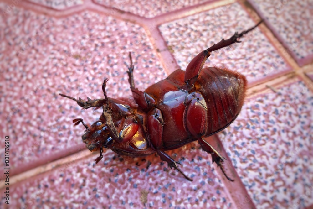 Coconut rhinoceros beetle lying on its back on the floor closeup.