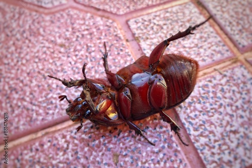 Obraz na płótnie Coconut rhinoceros beetle lying on its back on the floor closeup. w salonie