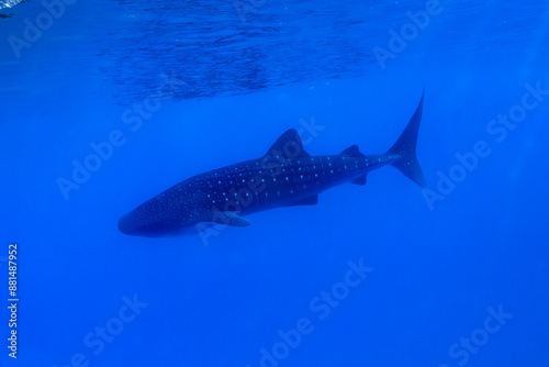 Whale shark gliding through the clear, deep blue waters off the coast of Oahu, Hawaii