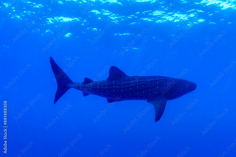 Whale shark gliding through the clear, deep blue waters off the coast of Oahu, Hawaii Whale shark gliding through the clear, deep blue waters off the coast of Oahu, Hawaii