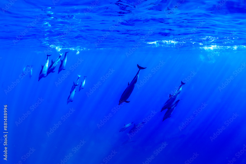 Obraz premium Pantropical spotted dolphins glide gracefully through the deep blue Hawaiian waters