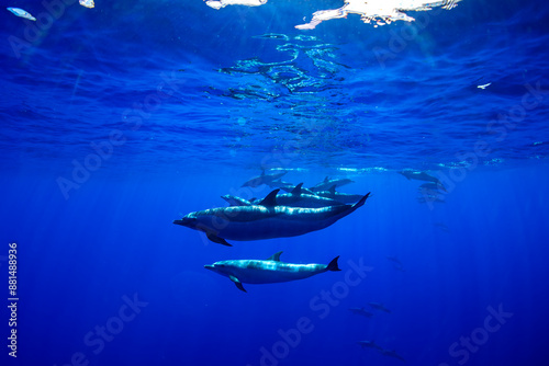 Pantropical spotted dolphins glide gracefully through the deep blue Hawaiian waters photo