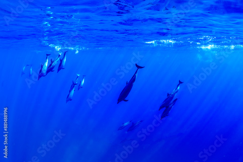 Pantropical spotted dolphins glide gracefully through the deep blue Hawaiian waters