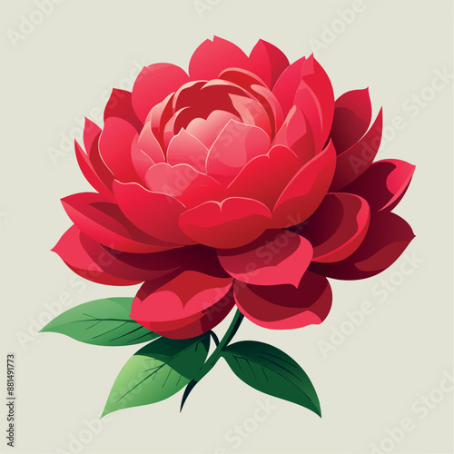 A solitary red peony against a white backdrop