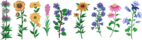 Set of Wildflowers Collection Illustration