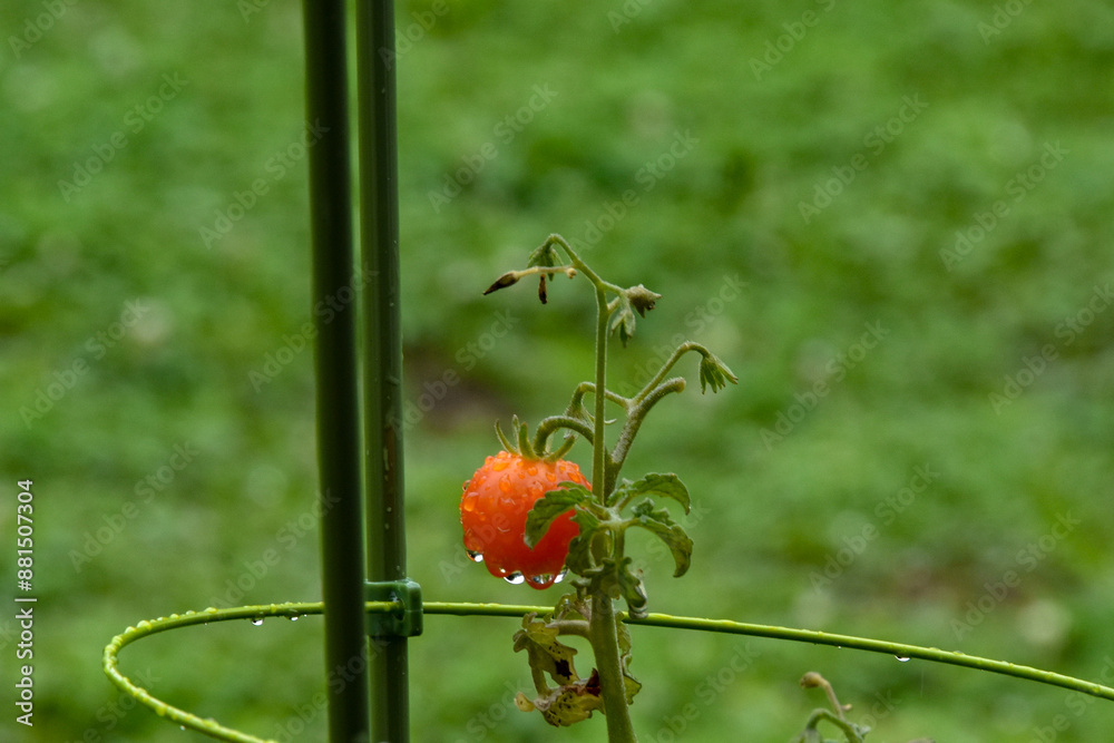 Obraz premium 雨の雫が滴る家庭菜園のミニトマト