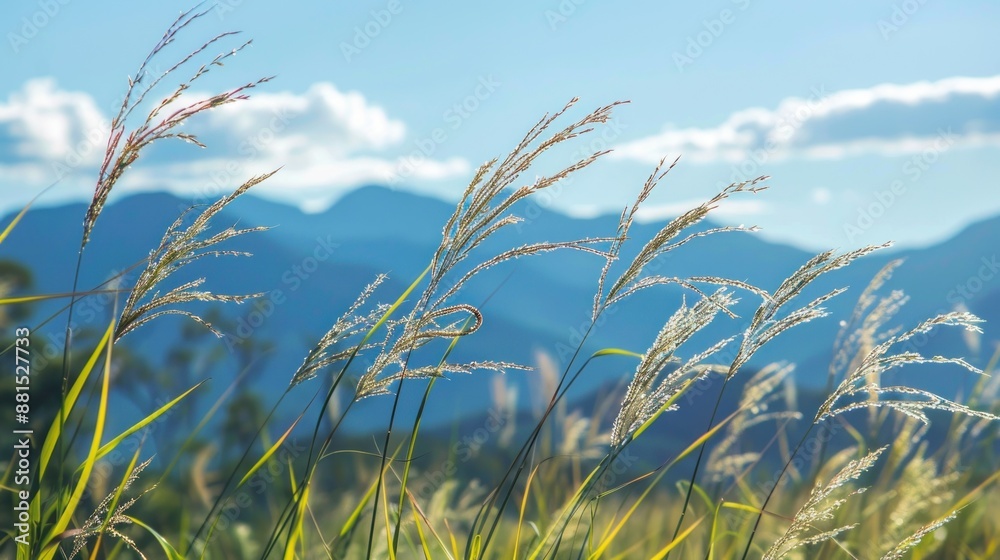 Obraz premium Grasses Swaying in the Mountain Breeze