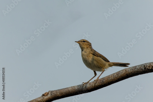 Bild auf Leinwand The Dusky Warbler (Phylloscopus fuscatus) is a small passerine bird with brownish-olive upperparts and buff-colored underparts