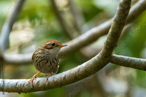 The Puff-throated Babbler (Pellorneum ruficeps) is a small bird with a distinctive puffed throat, brown upperparts, and white underparts with dark streaking. photo