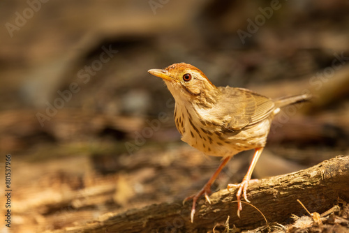 The Puff-throated Babbler (Pellorneum ruficeps) is a small bird with a distinctive puffed throat, brown upperparts, and white underparts with dark streaking. photo