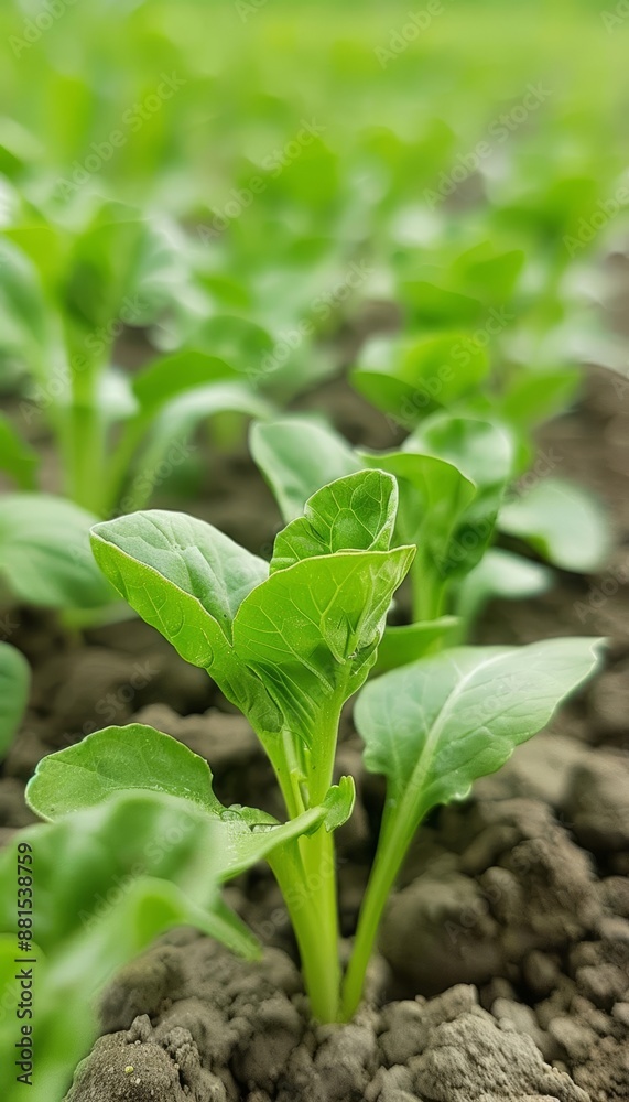 Highresolution photo of staple vegetables being cultivated, Mainstay, Staple vegetables Highresolution photo of staple vegetables being cultivated, Mainstay, Staple vegetables