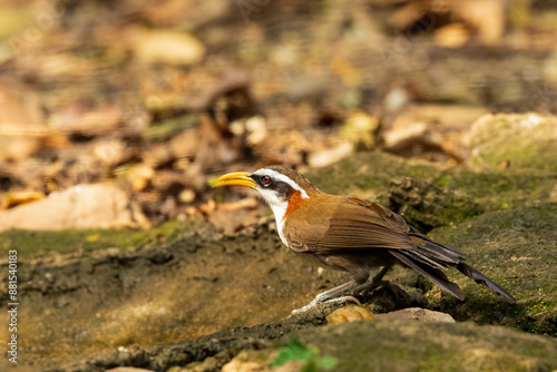The White-browed Scimitar Babbler (Pomatorhinus schisticeps) is a medium-sized bird with a prominent white eyebrow, long curved bill, and dark brown upperparts. photo